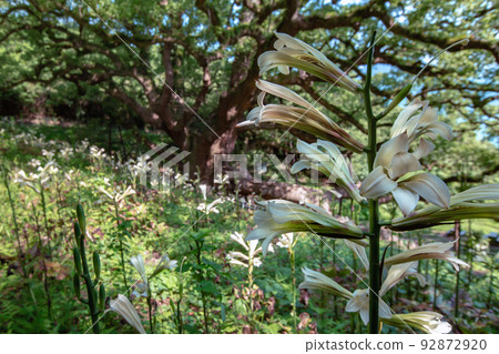 Shishijima, a mysterious small island with a 1200-year-old giant tree Shishijima, a mysterious small island with a 1200-year-old giant tree 92872920