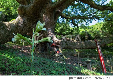 Shishijima, a mysterious small island with a 1200-year-old giant tree Shishijima, a mysterious small island with a 1200-year-old giant tree 92872937