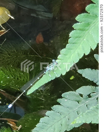 Ititombo停在蕨類植物上 Ititombo停在蕨類植物上 92872970