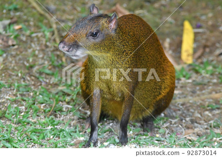 刺豚鼠是水豚的近親，在哥斯達黎加和墨西哥國家公園的森林中發現 92873014