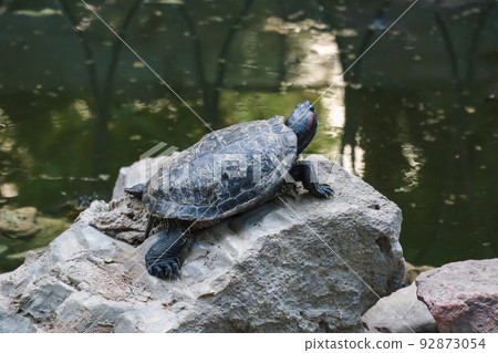 Turtle Island in the National Garden of Athens on the rocks in the water. One turtle sits on a stone. 92873054