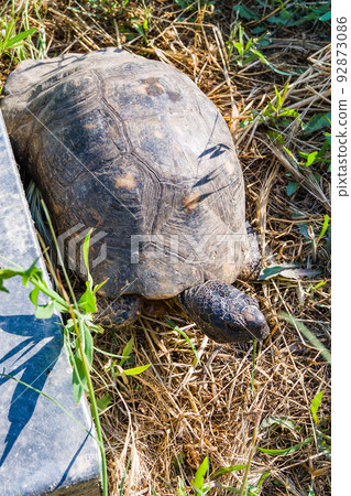 Small best sale sulcata tortoise