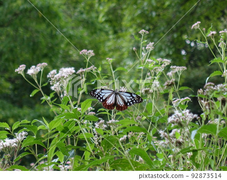 板栗虎蝴蝶蝴蝶 92873514