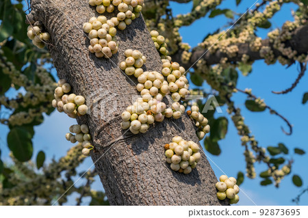 Ficus racemosa fruits grow on tree trunk. ( cluster fig, red river fig or gular ) 92873695