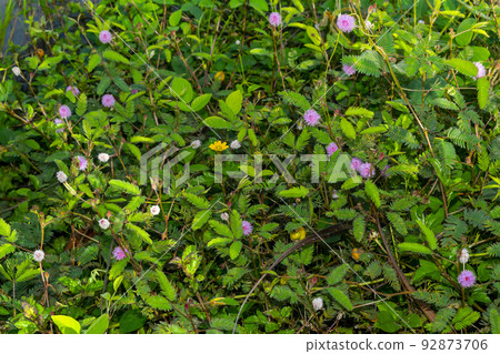Mimosa pudica flowers or sensitive plant, sleepy plant. 92873706