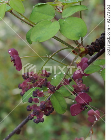 Goyo Akebi Goyo Akebi 92873953