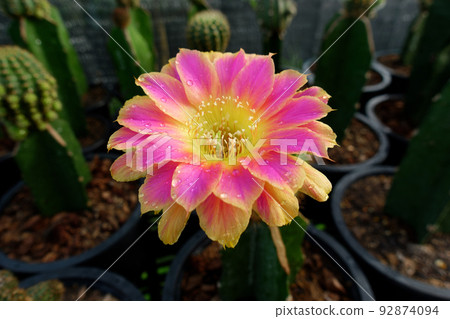 Cactus flowers blossom, Echinopsis 'Sunny'... - Stock Photo [92874094] -  PIXTA