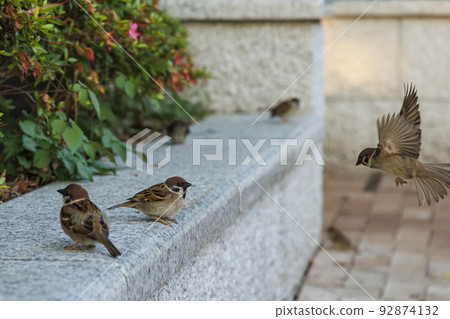 Sparrow in the city June Tokyo 92874132