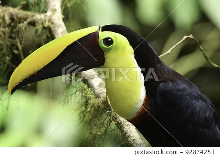A cute wild bird found in the jungles of Costa Rica and the Amazon, the Black-billed Toucan A cute wild bird found in the jungles of Costa Rica and the Amazon, the Black-billed Toucan 92874251