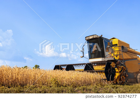 combine harvester cutting ripe wheat on field 92874277