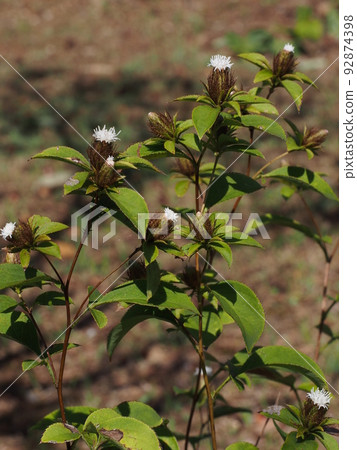 豆渣花(菊科多年生植物) 豆渣花(菊科多年生植物) 92874398