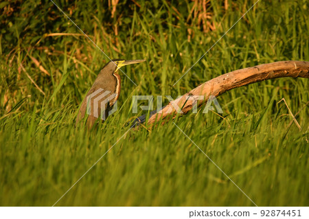 Great striped water bird found in wetlands of Costa Rica and South America Great striped water bird found in wetlands of Costa Rica and South America 92874451