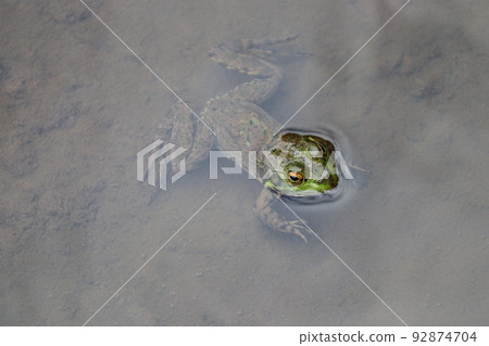 young bullfrog 92874704