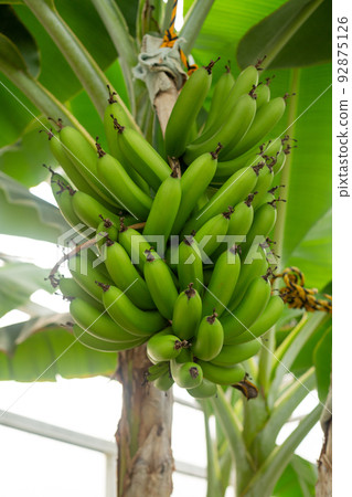 [日本] 在大分縣別府的溫室裡種植的綠色香蕉 92875126