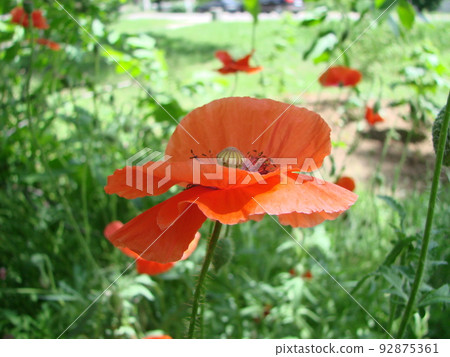 Red Poppy Flowers with a Bee and Wheat Fields on the Background. Common Poppy Papaver rhoeas 92875361
