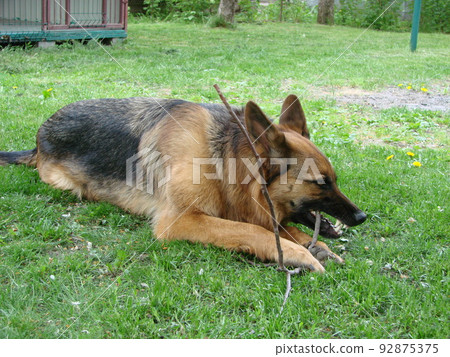 Close-up of a German Shepherd dog with intelligent eyes and tongue hanging out. The dog plays and rests 92875375