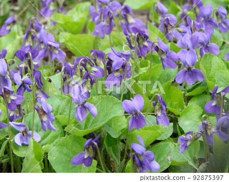 Viola reichenbachiana. Viola plant with multicolor flower. Common Violet, Viola tricolor, pansy flowers Viola reichenbachiana. Viola plant with multicolor flower. Common Violet, Viola tricolor, pansy flowers 92875397