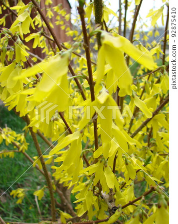 A macro shot of the yellow blooms of a forsythia bush. 92875410