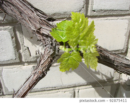 Flowering of a grapevine. Young branches of grapes with peduncles about to bloom in spring 92875411