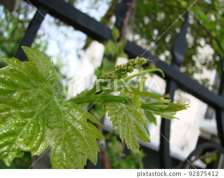 Flowering of a grapevine. Young branches of grapes with peduncles about to bloom in spring 92875412
