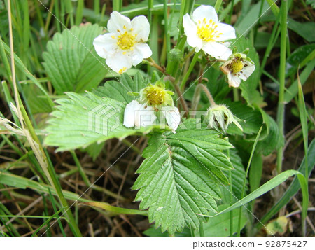 blooming wild strawberries. Summer background with green leaves and white strawberry flowers blooming wild strawberries. Summer background with green leaves and white strawberry flowers 92875427