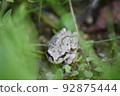 在草叢中的樹蛙 92875444
