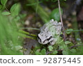在草叢中的樹蛙 92875445