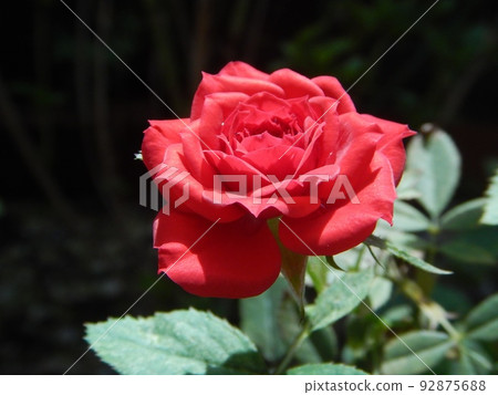 Minibara開花了 92875688