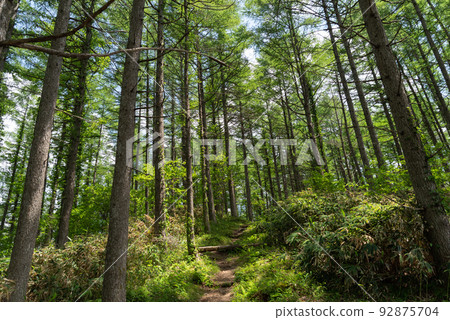 宜人的山路 宜人的山路 92875704