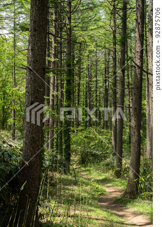 Pleasant mountain trail 92875706