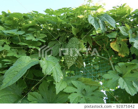 back alley crops back alley crops 92875842