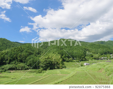 在仲夏陽光照耀的亞洲村莊里，一片稻田的美麗景色，上面種著鮮綠色的稻米。 92875868