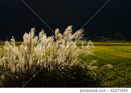 The ears of pampas grass, the sunset of a mountain village dyed in gold The ears of pampas grass, the sunset of a mountain village dyed in gold 92875894