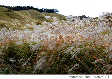 遠峰高原薄野秋葉 遠峰高原薄野秋葉 92875901