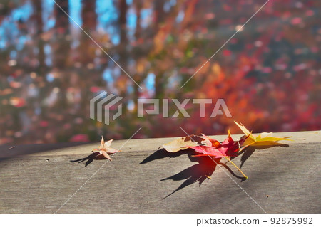 楓葉和水面 92875992