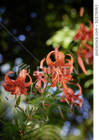 Tiger lily / Oni lily 92876063