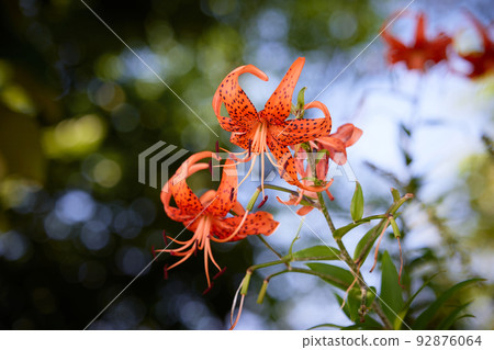 Tiger lily / Oni lily_2 Tiger lily / Oni lily_2 92876064