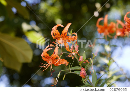Tiger lily / Oni lily_3 92876065