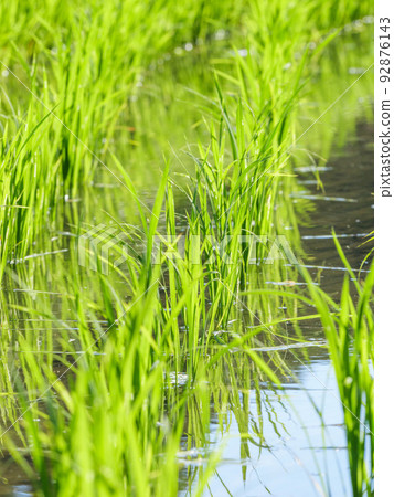 Rice seedlings planted in paddy fields in midsummer in Japan Rice seedlings planted in paddy fields in midsummer in Japan 92876143