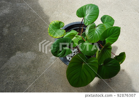 Homalomena rubescens, Philodendron plowmanii, green leaf in the garden for background 92876307