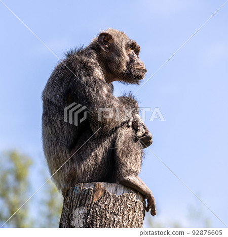 Common Chimpanzee, Pan troglodytes, popular great ape from African forests and woodlands Common Chimpanzee, Pan troglodytes, popular great ape from African forests and woodlands 92876605