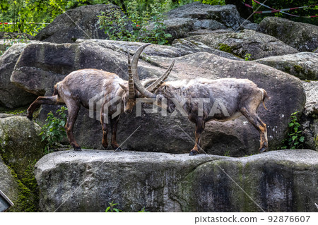 Male mountain ibex or capra ibex on a rock living in the European alps Male mountain ibex or capra ibex on a rock living in the European alps 92876607
