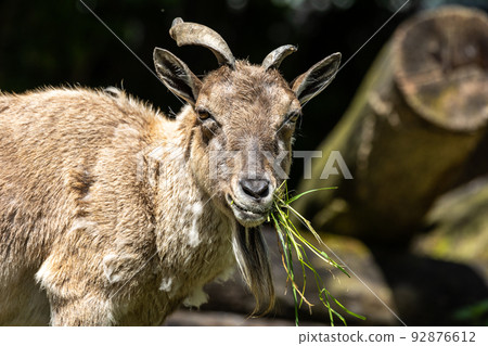 Turkmenian markhor, Capra falconeri heptneri living on the rocks Turkmenian markhor, Capra falconeri heptneri living on the rocks 92876612