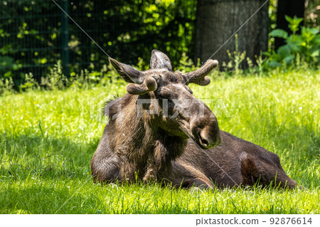European Moose, Alces alces, also known as the elk European Moose, Alces alces, also known as the elk 92876614