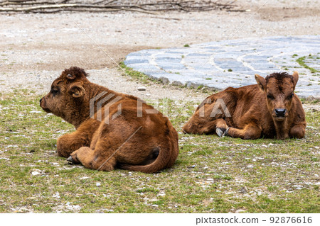 Young baby Heck cattle, Bos primigenius taurus or aurochs in a German park 92876616