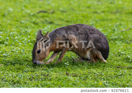 Patagonian Mara, Dolichotis patagonum are large relatives of guinea pigs Patagonian Mara, Dolichotis patagonum are large relatives of guinea pigs 92876621