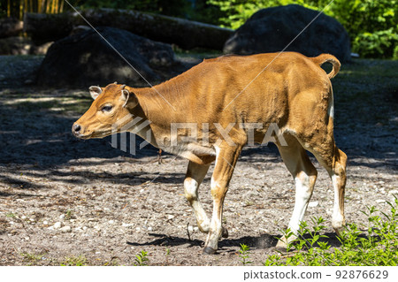 Banteng, Bos javanicus or Red Bull is a type of wild cattle. 92876629