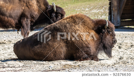 American buffalo known as bison, Bos bison in a german park 92876630