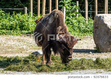 American buffalo known as bison, Bos bison in a german park American buffalo known as bison, Bos bison in a german park 92876633