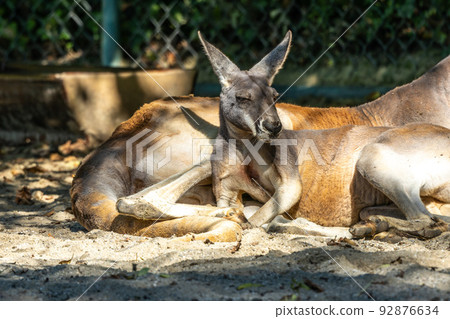 Red kangaroo, Macropus rufus in a german park 92876634
